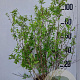 Philadelphus 'Belle Etoile' 100-125 cm 20L