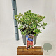 Pieris jap. Polar Passion 30-40 cm 5,0L