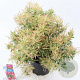 Pieris jap. Polar Passion 30-40 cm 5,0L