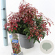Pieris jap. 'Katsura' 30-40 cm 5,0L
