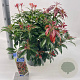 Pieris jap. 'Katsura' 30-40 cm 5,0L