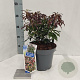 Pieris jap. 'Katsura' 30-40 cm 5,0L