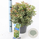 Pieris jap. 'Little Frosty' 30-40 cm 5,0L