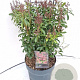 Pieris jap. 'Passion' 30-40 cm 5,0L