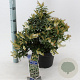 Pieris jap. 'Purity' 30-40 cm 5,0L