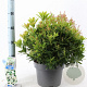 Pieris jap. 'Purity' 30-40 cm 5,0L