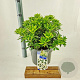 Pieris jap. 'Purity' 30-40 cm 5,0L