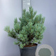 Pinus sylv. 'Watereri' 50-60 cm 20L