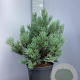 Pinus sylv. 'Watereri' 50-60 cm 20L