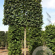 Carpinus bet. 'Lucas' 25-30 cm draadkluit 225 cm stam schermvorm