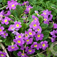 Primula (J) 'Groenekan's Glorie' GM P9