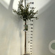Prunus 'Hally Jolivette' 120 cm stam 7,5L