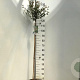 Prunus 'Hally Jolivette' 120 cm stam 7,5L