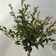 Prunus 'Hally Jolivette' 120 cm stam 7,5L