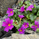 Primula juliae GM P9