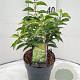 Prunus l. 'Angustifolia' 30-40 cm 3,0L