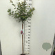 Prunus 'Okame' 120 cm stam 7,5L