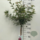 Prunus 'Okame' 120 cm stam 7,5L
