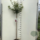 Prunus 'Okame' 120 cm stam 7,5L