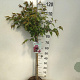 Prunus 'Okame' 90 cm stam 7,5L