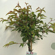Prunus 'Okame' 90 cm stam 7,5L