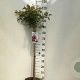 Prunus 'Okame' 90 cm stam 7,5L
