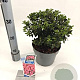 Rhododendron (AJ) 'Anouk' 20-25 cm 3,0L