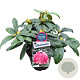 Rhododendron (Y) 'Astrid' 30 cm 5,0L