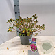 Rhododendron (AJ) Geisha Purple 20-25 cm 3,0L