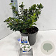 Rhododendron (AJ) 'Hisako' 20-25 cm 3,0L