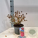 Rhododendron (AJ) 'Kermesina' 20-25 cm 3,0L