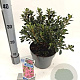 Rhododendron (AJ) 'Kermesina' 20-25 cm 3,0L