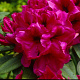 Rhododendron 'Midnight' 30-40 cm 5,0L struik