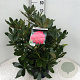 Rhododendron 'Nova Zembla' 50-60 cm 10L