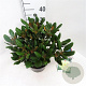 Rhododendron (Y) 'Millennium Gold' 30-40 cm 5,0L struik