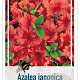 Rhododendron (AJ) 'Radja' 40-50 cm 10L
