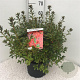 Rhododendron (AJ) 'Radja' 40-50 cm 10L