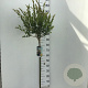 Salix integra 'Hakuro-nishiki' 90 cm stam 5,0L