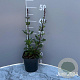 Salvia nem. 'Caradonna' GM 2,0L