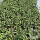 Salvia nem. 'Caradonna' GM 2,0L