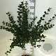 Syringa meyeri 'Palibin' 60 cm stam 7,5L