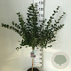 Syringa meyeri 'Palibin' 60 cm stam 7,5L