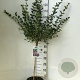 Syringa meyeri 'Palibin' 60 cm stam 7,5L