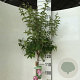 Syringa microphylla 'Superba' 120 cm stam 7,5L