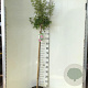Syringa microphylla 'Superba' 120 cm stam 7,5L