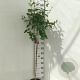 Syringa microphylla 'Superba' 90 cm stam 7,5L