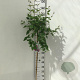 Syringa microphylla 'Superba' 90 cm stam 7,5L