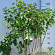 Syringa v. 'Belle de Nancy' 100-125 cm 20L