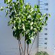 Syringa v. 'Mme Lemoine' 100-125 cm 20L