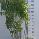 Syringa v. 'Mme Lemoine' 125-150 cm 35L
